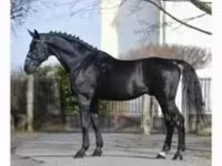 Kůň, Nonius horse — foto 1