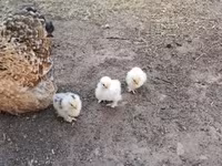 Քոչին — լուսանկար 4