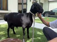 แกะตัวผู้, Rhon sheep — รูปภาพ 3