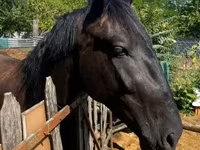 Cavalo, Nonius horse — foto 6