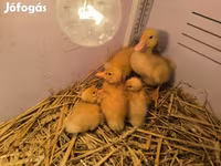 Ducks — 사진 1