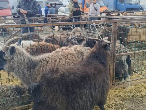 بز نر, Alpine goat