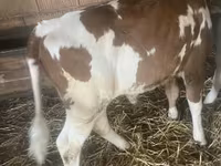 Toro, Simmental cattle — foto 2