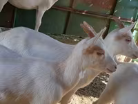 แพะตัวเมีย, Saanen goat — รูปภาพ 6
