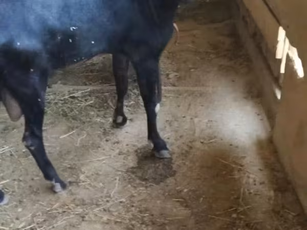 بز ماده, Alpine goat