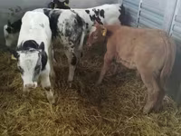 Rundvee (partij, geslacht niet gespecificeerd), Russian Black pied cattle — foto 1