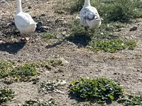 Geese — foto 4