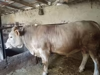 Lembu jantan, Charolais cattle — foto 4