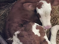 Lembu betina, Charolais cattle — foto 7