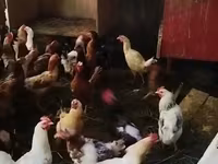 مرغ ابلق طلایی چک — عکس 4