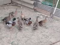 Ducks — รูปภาพ 3