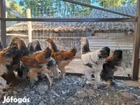 Brahma — foto 4