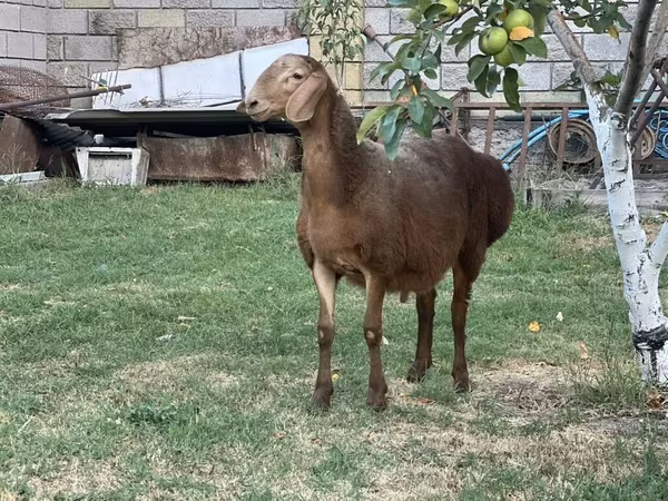 Montone, Hissar sheep