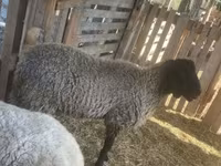 Хуц, Tsigai sheep — 1 зураг