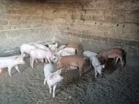 خنزیر (گروپ، جنس مذکور نہیں), سور — تصویر 3