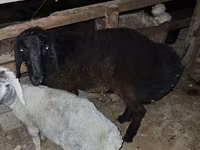 مینڈھا, بھیڑیں — تصویر 4