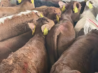 گاو و گوساله (گروه، جنسیت مشخص نشده), Simmental cattle — عکس 3