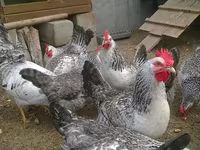 Chickens — foto 1