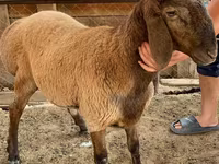 Ovejas (lote, sexo no especificado), Blackheaded Persian sheep — foto 1