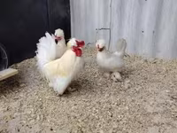Chickens — รูปภาพ 2