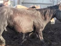 ม้าตัวเมีย, Kustanai horse — รูปภาพ 1