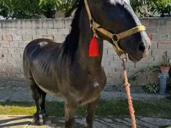 Cavallo, Nonius horse