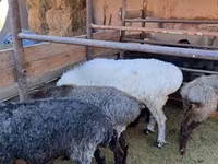 Montone, Pecore — foto 1