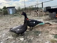 domácí kachna pižmová — foto 2