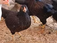 Chickens — புகைப்படம் 4