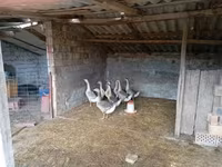 Geese — புகைப்படம் 1
