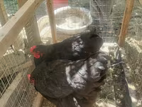 Chickens — foto 3