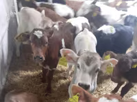 Kvæg (parti, køn ikke angivet), Simmental cattle — foto 2