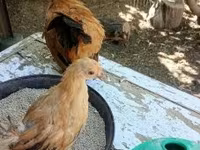 ไก่เดนมาร์ก — รูปภาพ 6