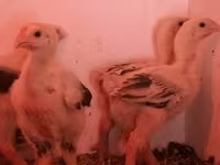 Chickens — புகைப்படம் 6