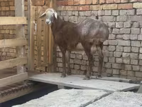 Montone, Arashan sheep — foto 2