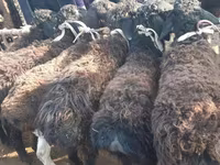 Montone, Hissar sheep — foto 3