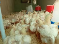 Chickens — 1. fotó