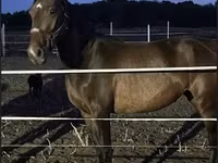 Hoppe, Nonius horse — foto 2