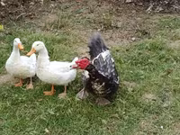 Ducks — foto 4