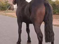اسب نر, Friesian — عکس 3
