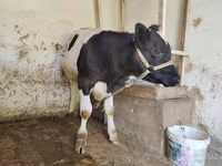 گاو ماده, Russian Black pied cattle — عکس 2