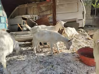 Keçiler (parti, cinsiyet belirtilmedi), Keçiler — foto 2
