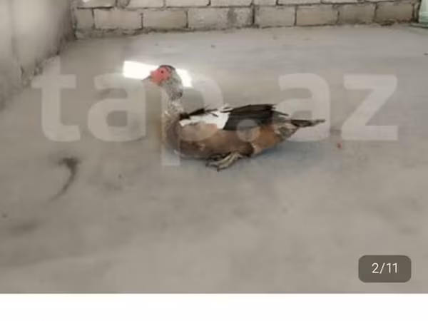 Muscovy domestica