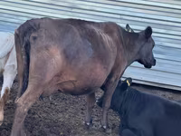 Kuh, Simmental cattle — Foto 4