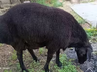 Ram, Schapen — foto 4