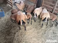 Schaap, Cameroon sheep — foto 4