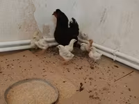 Chickens — zdjęcie 3
