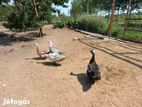 Ducks — Foto 6