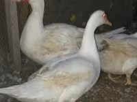 Ducks — Foto 1