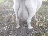 Capră, Saanen goat — foto 2